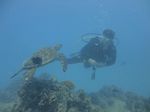 Hawaii Scuba divng 78