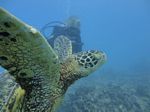 Hawaii Scuba divng 79