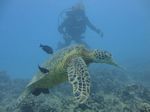 Hawaii Scuba divng 80