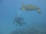 Hawaii Scuba divng 81