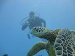 Hawaii Scuba divng 82