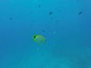 Hawaii Scuba divng 34