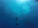 Hawaii Scuba divng 36