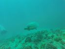 Hawaii Scuba divng 32