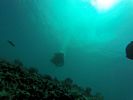 Hawaii Scuba divng 35