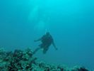 Hawaii Scuba divng 48