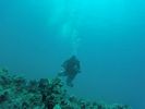 Hawaii Scuba divng 49