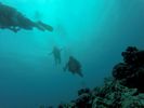 Hawaii Scuba divng 39