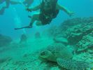 Hawaii Scuba divng 21