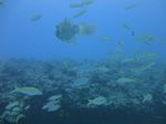 Hawaii Scuba divng 29