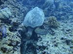 Hawaii Scuba divng 12