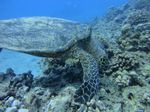 Hawaii Scuba divng 16