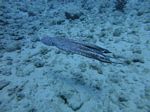 Hawaii Scuba divng 41