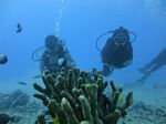 Hawaii Scuba divng 20