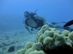 Hawaii Scuba divng 51