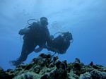 Hawaii Scuba divng 94