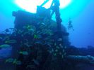 Hawaii Scuba divng 30