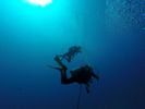 Hawaii Scuba divng 08