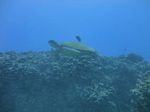 Hawaii Scuba divng 33