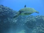 Hawaii Scuba divng 34