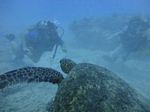 Hawaii Scuba divng 36