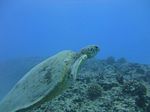 Hawaii Scuba divng 46