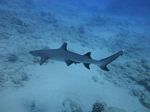 Hawaii Scuba divng 48