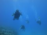 Hawaii Scuba divng 51