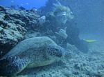 Hawaii Scuba divng 26