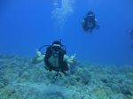 Hawaii Scuba divng 53