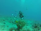 Hawaii Scuba divng 21