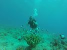 Hawaii Scuba divng 22