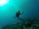 Hawaii Scuba divng 70