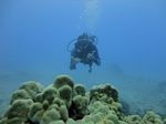 Hawaii Scuba divng 21