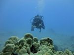 Hawaii Scuba divng 21