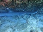 Hawaii Scuba divng 27