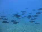 Hawaii Scuba divng 67