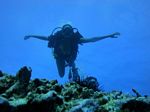 Hawaii Scuba divng 19