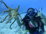 Hawaii Scuba divng 73