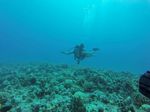 Hawaii Scuba divng 99