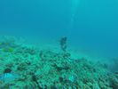 Hawaii Scuba divng 24