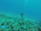 Hawaii Scuba divng 24