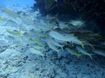 Hawaii Scuba divng 32