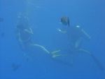 Hawaii Scuba divng 81