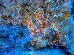 Hawaii Scuba divng 20