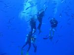 Hawaii Scuba divng 29