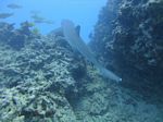 Hawaii Scuba divng 54