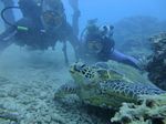 Hawaii Scuba divng 58