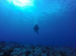 Hawaii Scuba divng 52