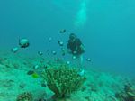 Hawaii Scuba divng 74